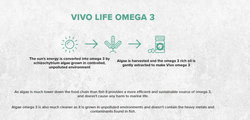 Omega 3-  Plant Based - Vivo Life - Vegan Protein Greece